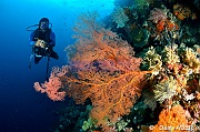 Melithaea ochracea-Amiruddin Wakatobi Sawa Cornucopia-8m-20180528-Denis-ADER-DSC_1496_tn